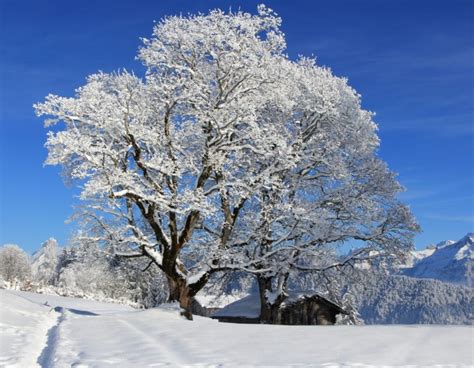 Seasons Winter Snow Trees Nature Wallpapers Hd