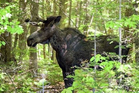 Bull Moose In Profile Photograph By William Tasker Fine Art America