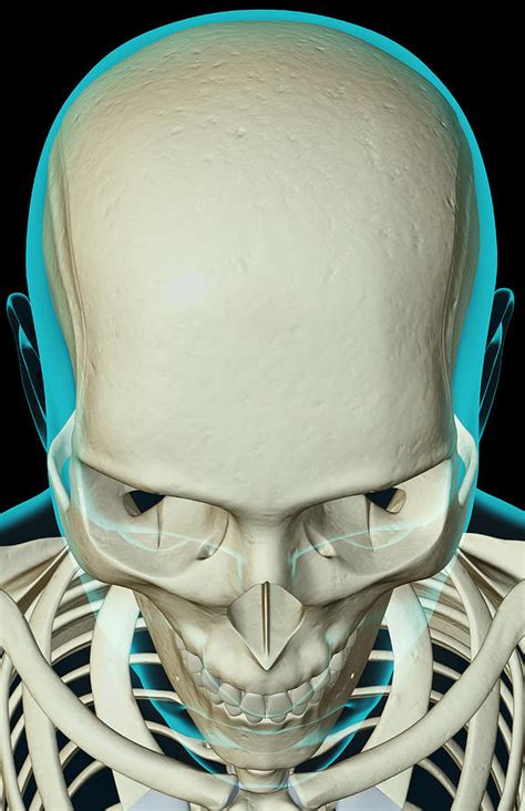 It supports the structures of the face and provides a protective cavity for the brain. How Many Bones In The Face And Head : Therefore, the number of bones in an individual may be ...