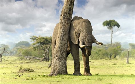 Elephant Hd Wallpaper Background Image 2560x1600 Id