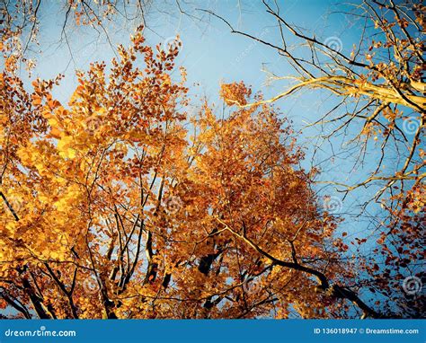 Autumn Trees With Blue Sky Stock Image Image Of Forest 136018947