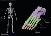 Phalanges Of The Foot