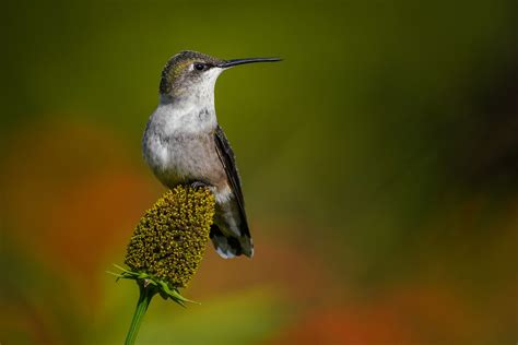 A Couple Of Hummingbirds Wildlife Photography On Fstoppers