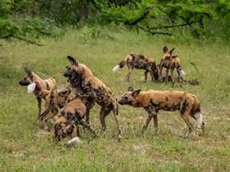 Descubrimientos Sobre El Perro Salvaje Africano