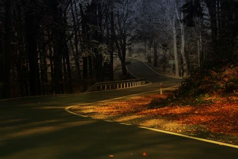 Free Images Tree Nature Forest Light Fog Sunrise Road Mist