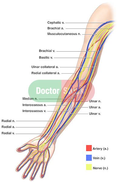 Anatomy Of The Nerves Arteries And Veins Of The Arm Upper Extremity