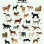 Types Of Dogs Chart