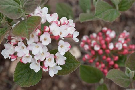 15 Fragrant Garden Flowers Hgtv