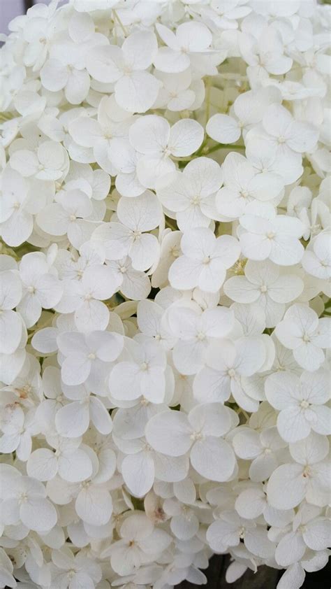 White Hydrangea Wallpapers Top Free White Hydrangea Backgrounds