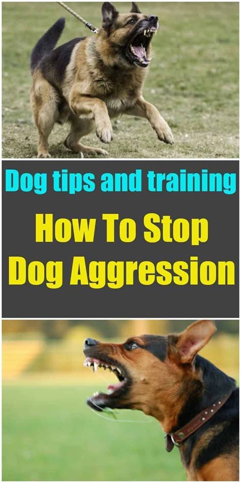 Valuable Tips How To Stop Dog Aggression Dog Training Cute Puppy