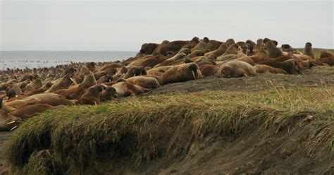Thousands Of Walruses Flee Melting Sea Ice For Shore