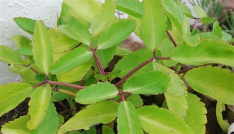 Miracle Leaves Health Benefits And Uses Of Leaf Of Life Plant Piece