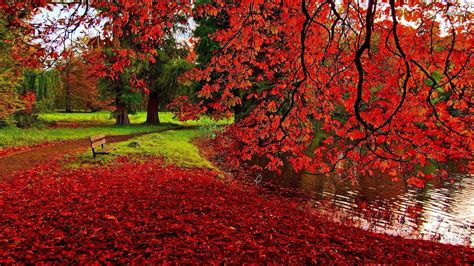 Red Leaves Wallpapers Wallpaper Cave