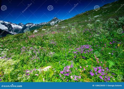 Beautiful View Of Alpine Meadows In The Caucasus Mountains Stock Photo