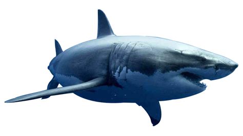 15 Shark Transparent Images Shark Transparent Background Images