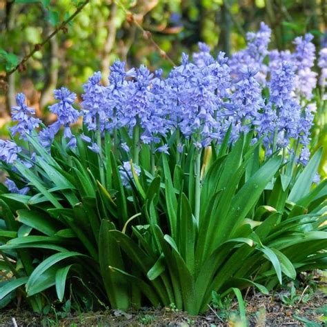 Fall Planted Bulbs Guarantee A Colorful Spring Garden Blue Bell