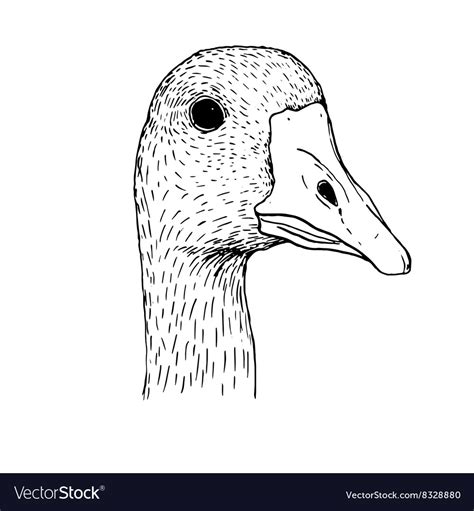 How To Draw A Goose