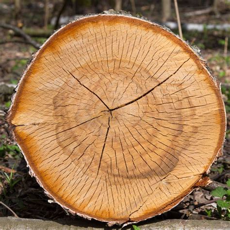 Dry Logs Of Birch Tree Stock Photo Image Of Energy Generation 40134968