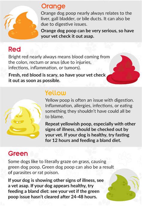 Is Orange Stools In Dogs A Reason To Worry Vet Tips To Help
