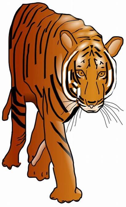 Tiger Clipart Cats Planet Animal Tigers Nature