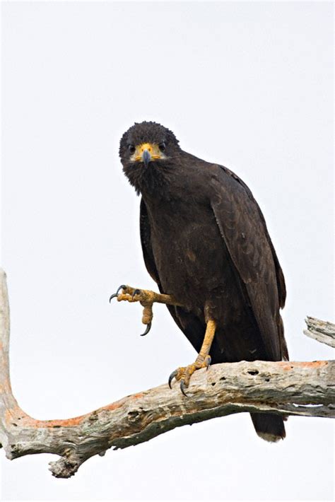Common Black Hawk Buteogallus Anthracinus