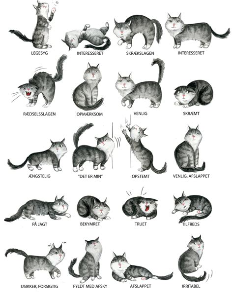 Cat Body Language Yana Zybina Illustration