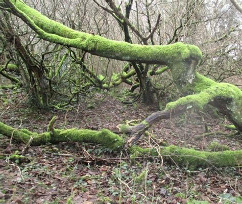 Coed Wedi Syrthio Fallen Trees © Ceri Thomas Geograph Britain And Ireland