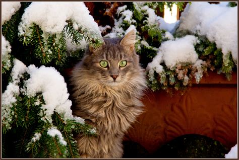 Wallpaper Snow Winter Christmas Feline Kitty Maine Coon Neige