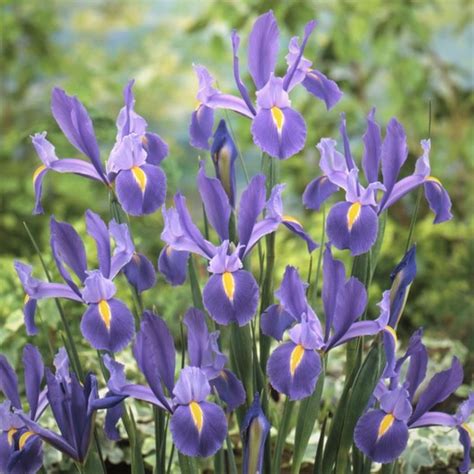 Dutch Iris Bulbs Spring Planted Discovery