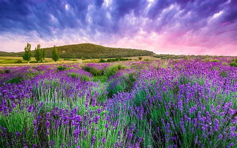 1920x1080px Free Download Hd Wallpaper France Provence Lavender