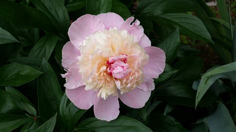 The chinese use them as a medicine for menstrual cramping and liver function. Tips and Tricks for Growing Peonies | Blooms Today