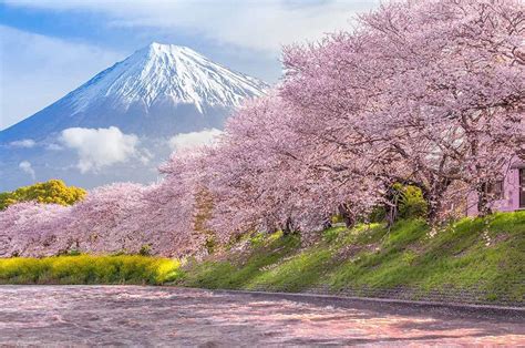 Cherry Blossoms With Mount Fuji In The Background Rpics