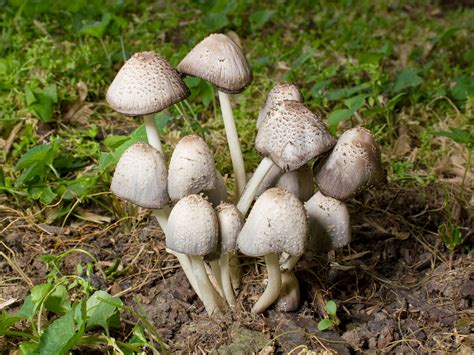 Filekaldari Coprinoid Mushrooms Wikimedia Commons