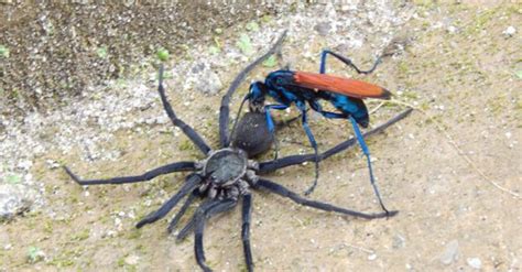 Massive Tarantula Hawk Carries Off Huntsman Spider In Nightmarish Photo