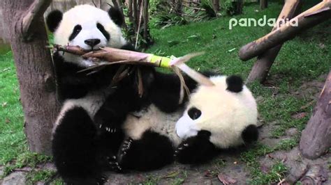 Panda Cubs Eat The Bamboo Shoot Youtube