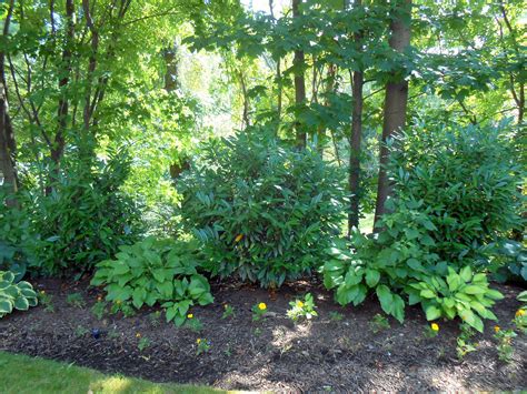 The ornamental plants and shrubs in your garden should be a. schip laurel, shade tolerant plants, deer resistant plants ...
