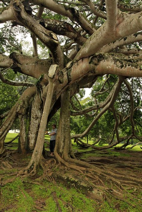 Sri Lanka Giant Java Willow Tree In Peredeniya Botanical Garden