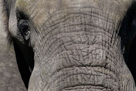 Elephant Skin Texture Chris Hill Wildlife Photography
