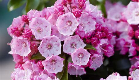 Kalmia Latifolia Little Linda Hortinno