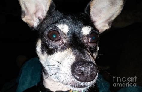 Wet Nose Photograph By Leslie Gatson Mudd Fine Art America