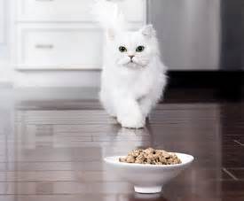 Join the cats of fancy feast! Fancy Feast® Creamy Delights™ Wet Cat Food - Free Samples ...