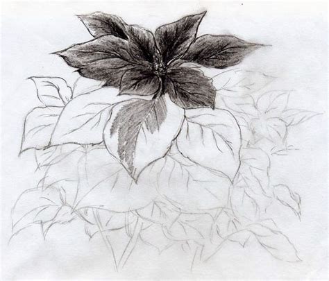 Quick Poinsettia Flower Sketch