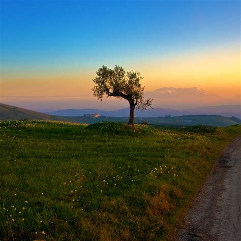 Lone Tree Ipad Wallpaper Background And Theme