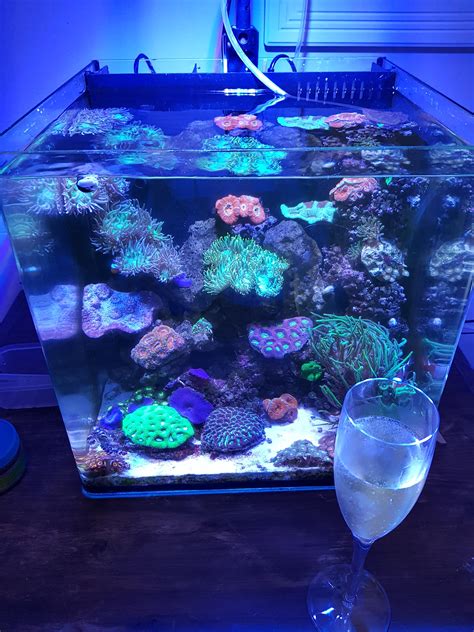 Nano Reef Coral And 2 Nemos Raquariums
