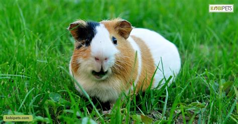 12 Reasons Why Guinea Pigs Make Great Pets Kobi Pets