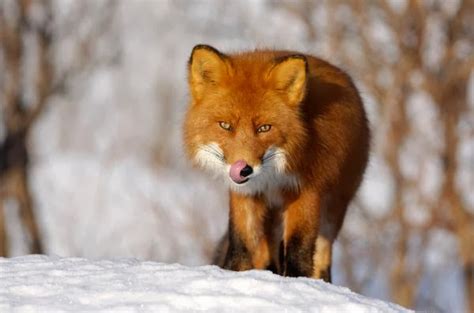 Know More About The Russian Wildlife Animal Info