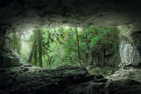 Forest Cave Stock Photos Pictures And Royalty Free Images Istock