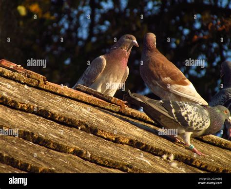 White Brown Pigeon Hi Res Stock Photography And Images Alamy