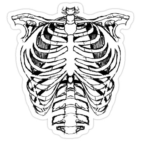 Rib Cage Illustration Transparent Free Png Png Play