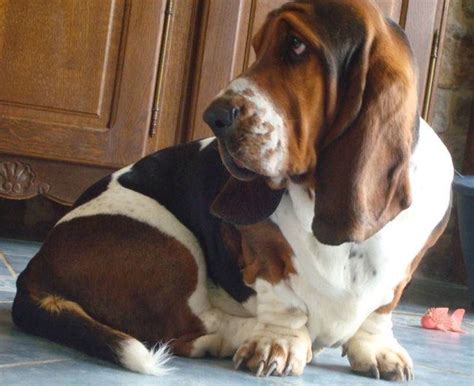 Find your new family member today, and discover the puppyspot difference. Allevamento bassethound - Cani Taglia Piccola - Come allevare i bassethound